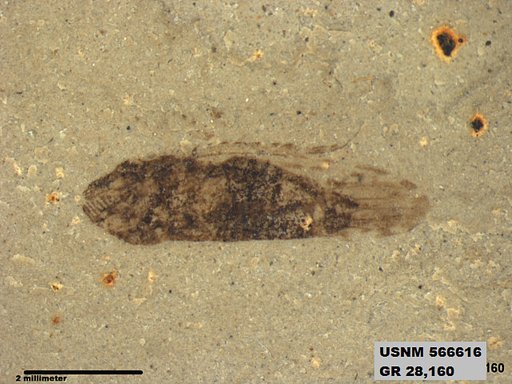 Genus sp