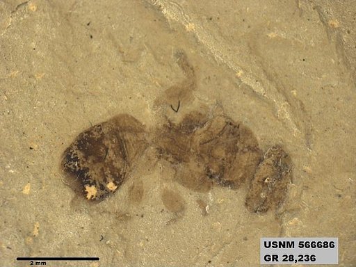 Insecta