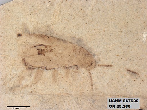 Insecta