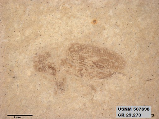 Insecta
