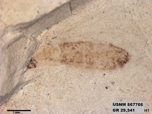 Insecta