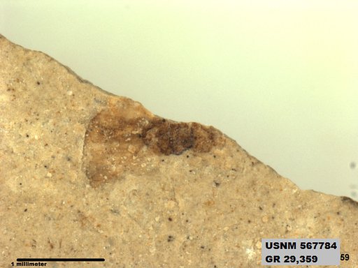 Genus sp
