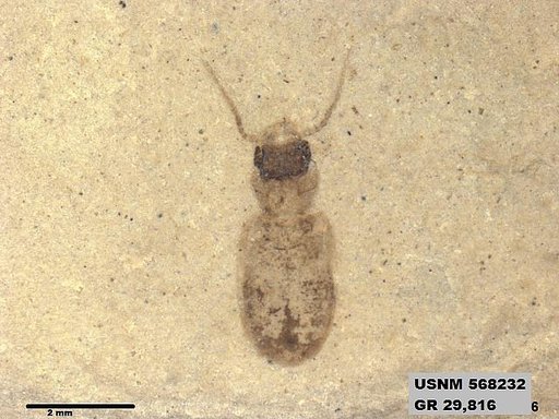 Insecta