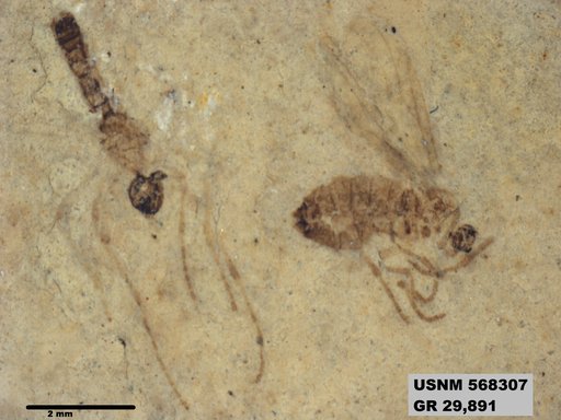 Insecta