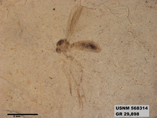 Insecta