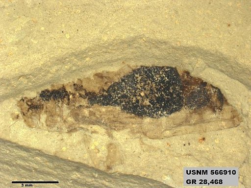 Genus sp