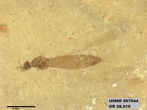 Tipula sp