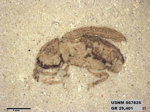 Insecta