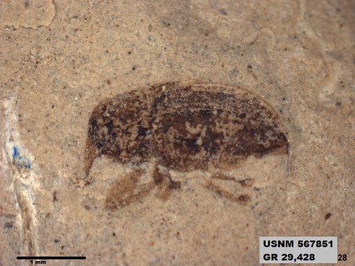 Insecta