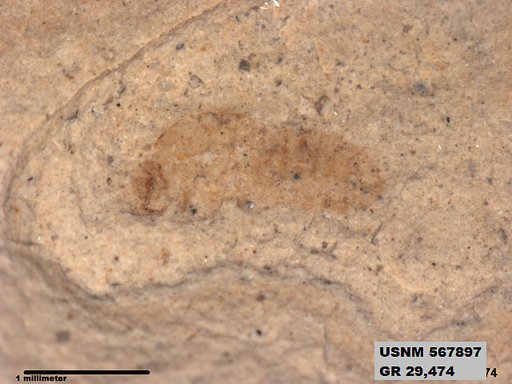 Insecta