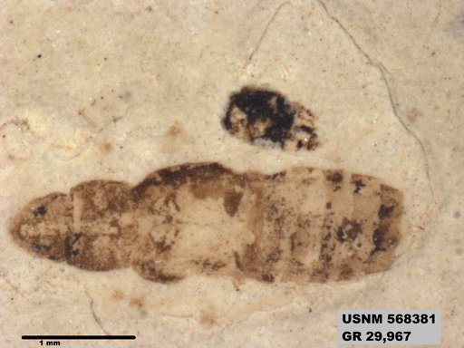 Genus sp