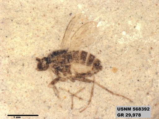 Insecta