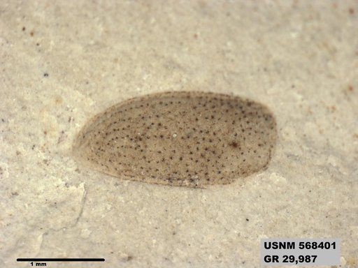 Insecta