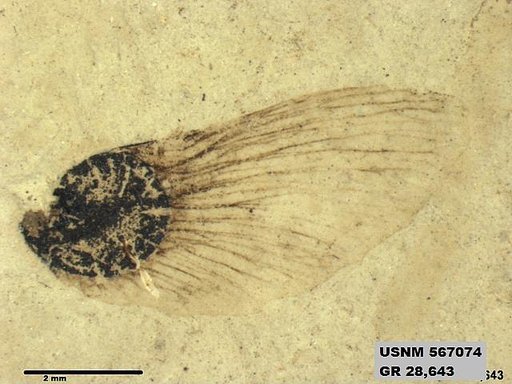 Insecta