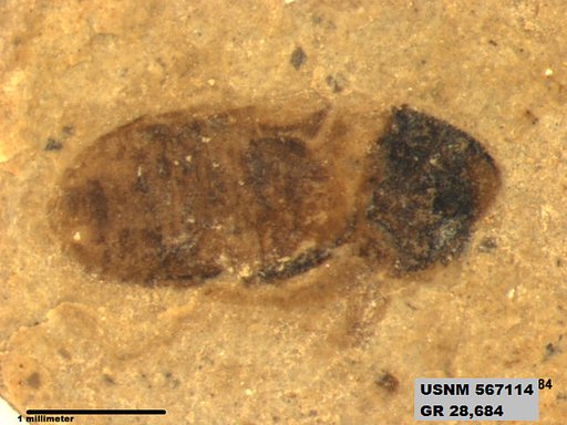 Insecta