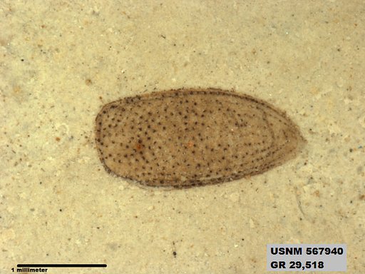 Insecta