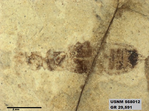 Insecta