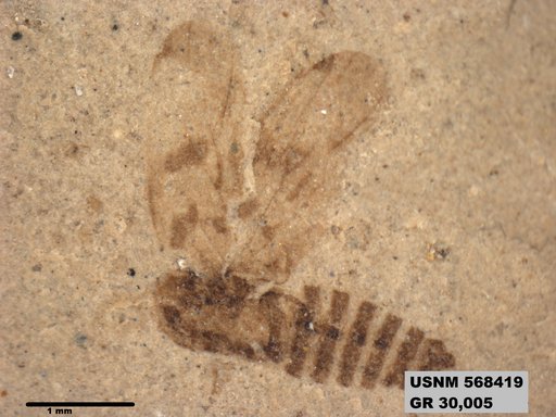 Genus sp