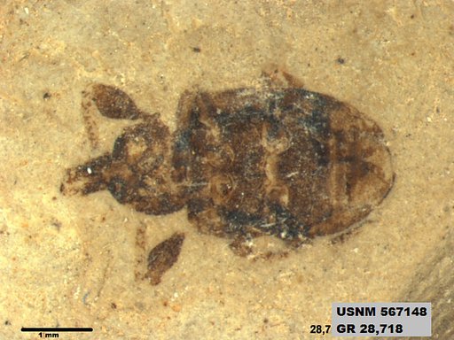 Insecta