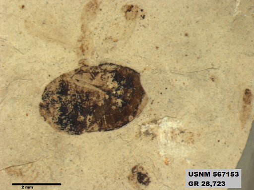 Genus sp