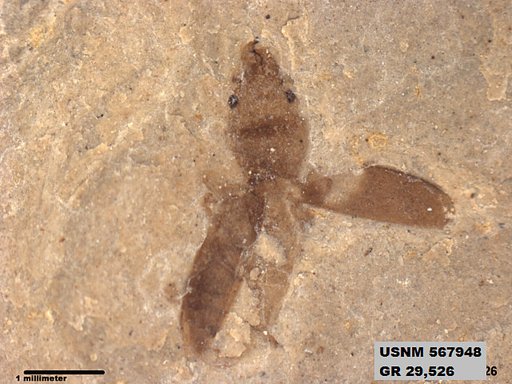Insecta