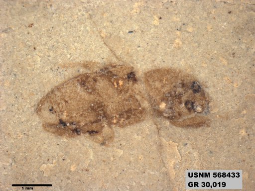 Insecta