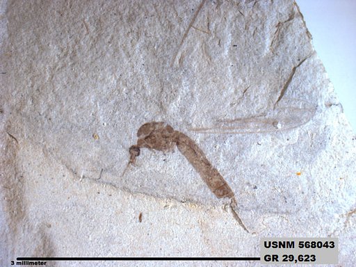 Genus sp