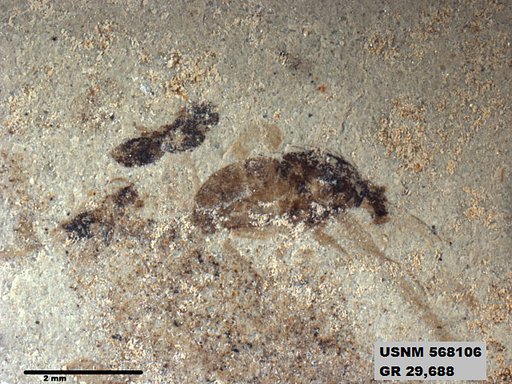 Genus sp