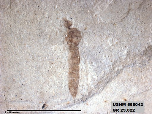 Genus sp