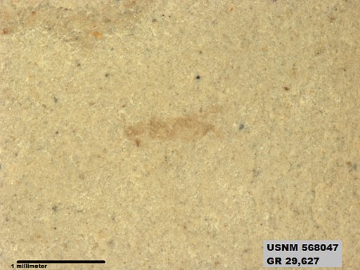 Insecta