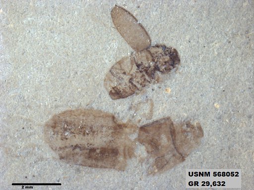 Insecta