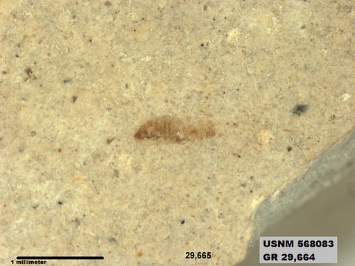 Tipula sp