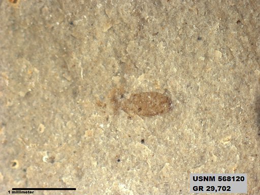 Genus sp