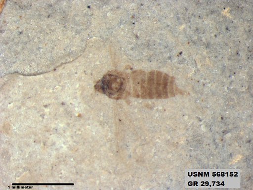 Genus sp