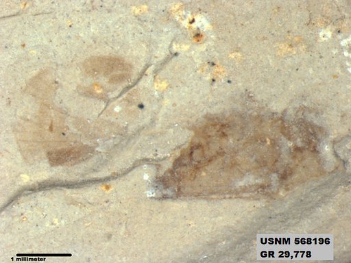 Genus sp