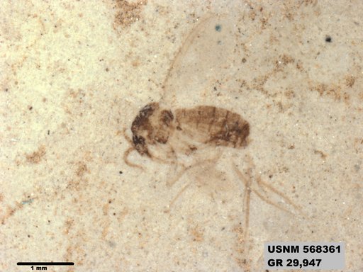 Insecta