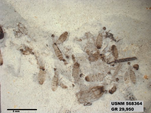 Insecta