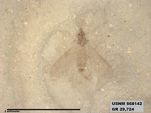 Insecta