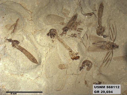 Genus sp