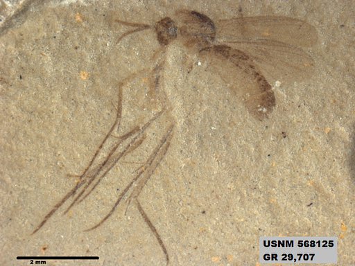 Insecta