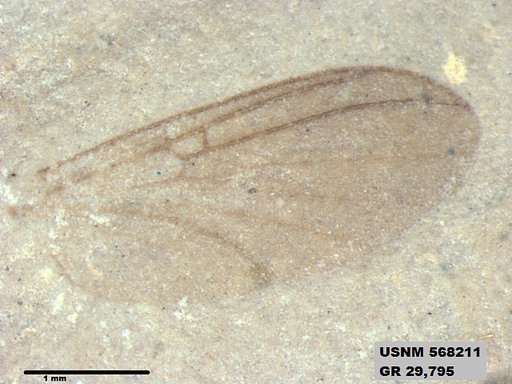 Insecta