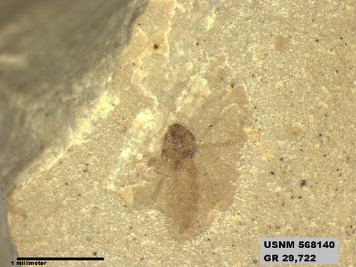 Insecta