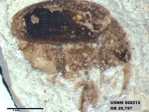 Insecta