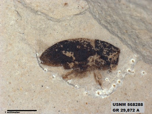 Genus sp