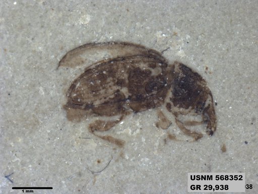 Insecta