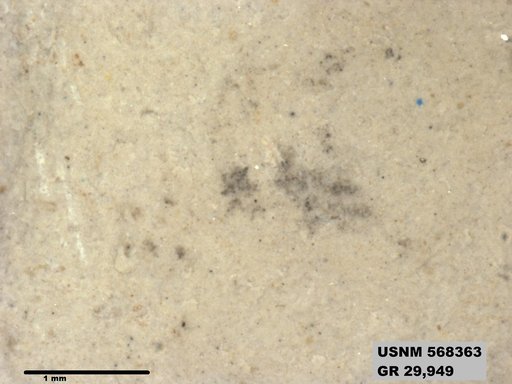 Insecta
