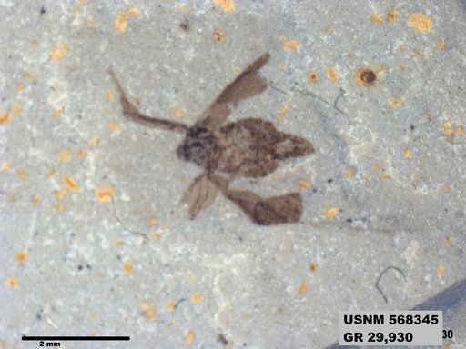 Genus sp