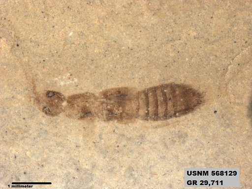 Genus sp