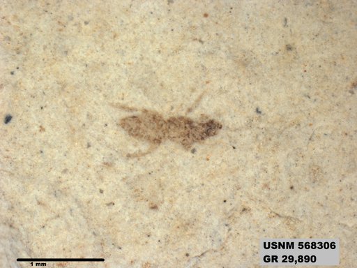 Genus sp