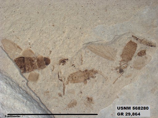 Genus sp